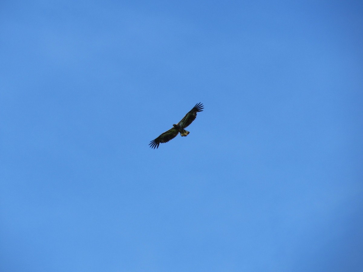 Bald Eagle - ML101347381