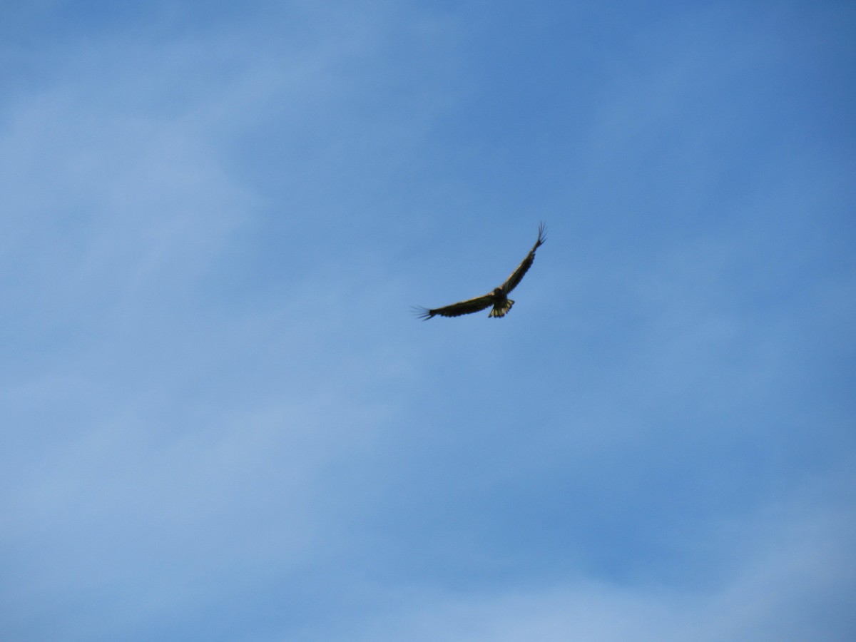 Bald Eagle - ML101347391