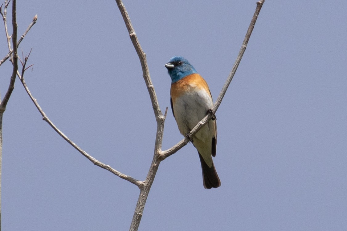Lazuli Bunting - ML101348511