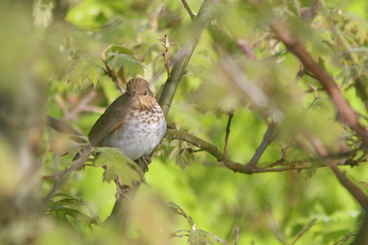 Swainson's Thrush - ML101353161