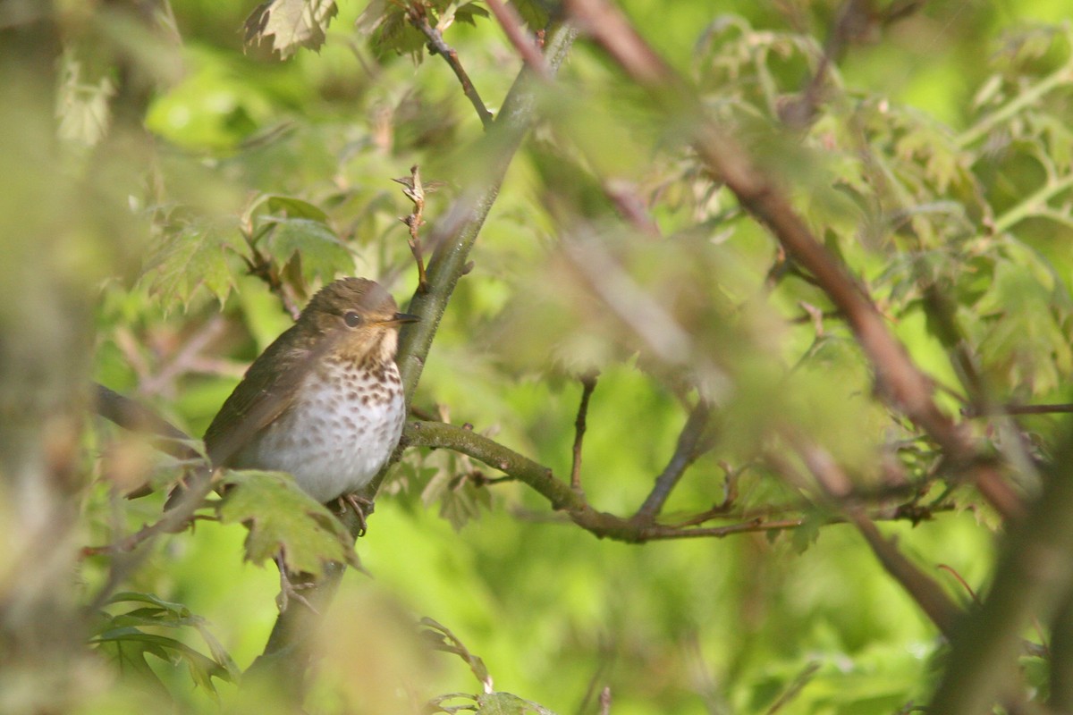 Swainson's Thrush - ML101353231