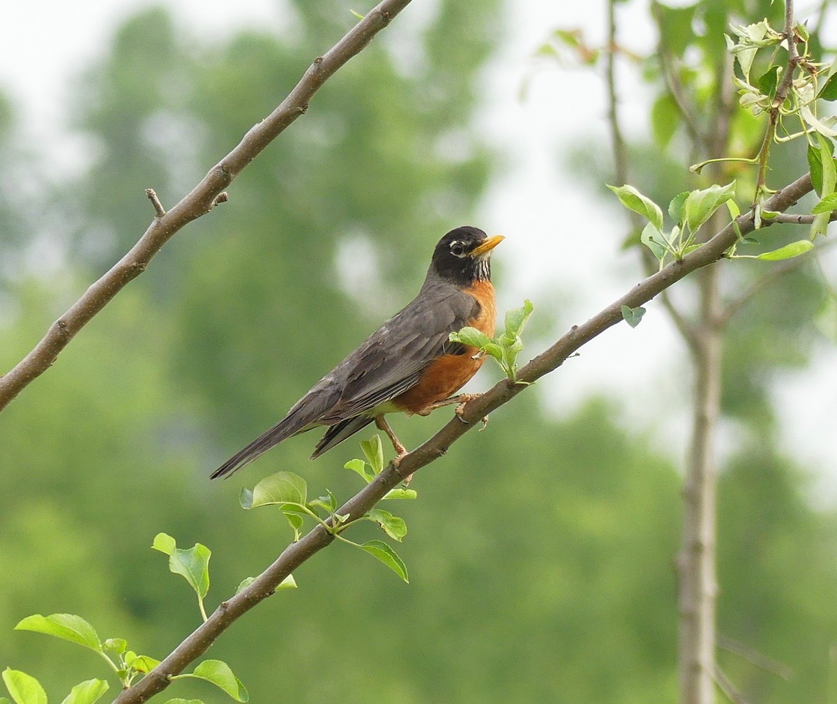 American Robin - ML101354701