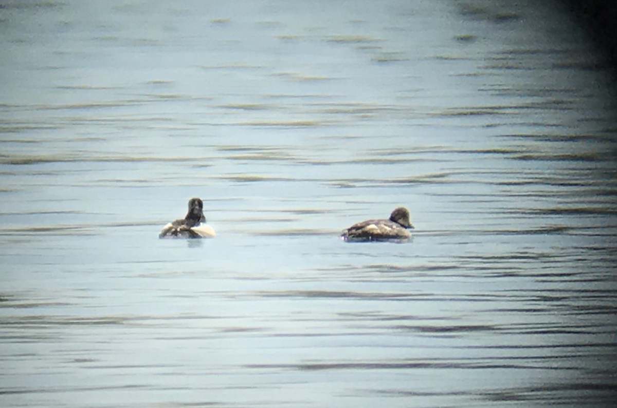 Common Goldeneye - ML101354761