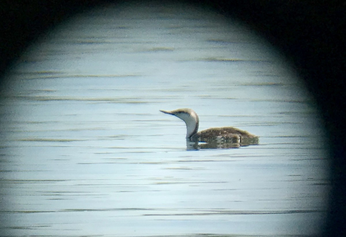 Red-throated Loon - ML101354951