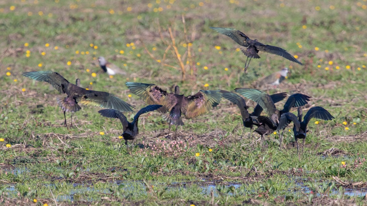 White-faced Ibis - ML101355031