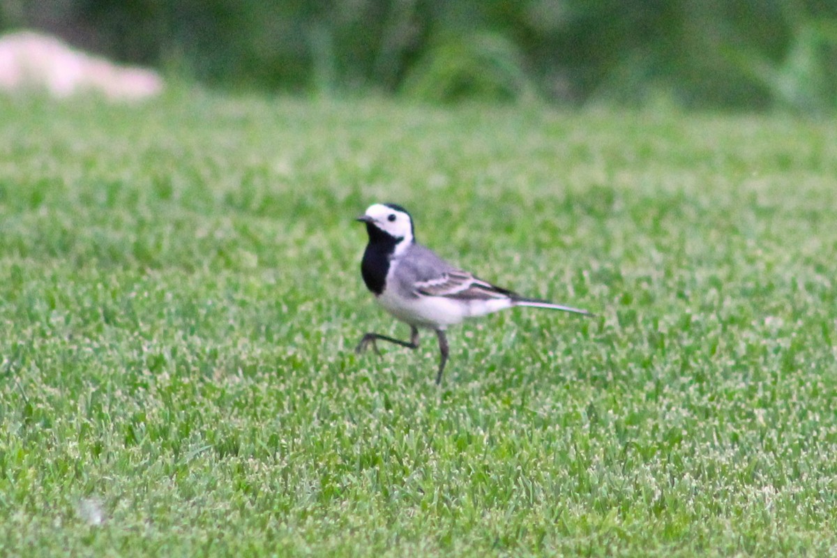 White Wagtail - ML101356811