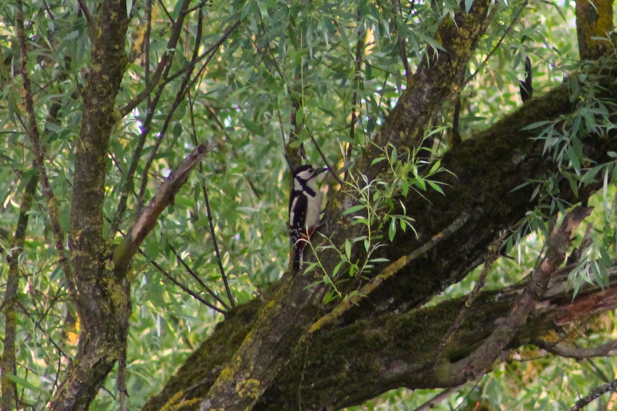 Great Spotted Woodpecker - Edward Oehlman