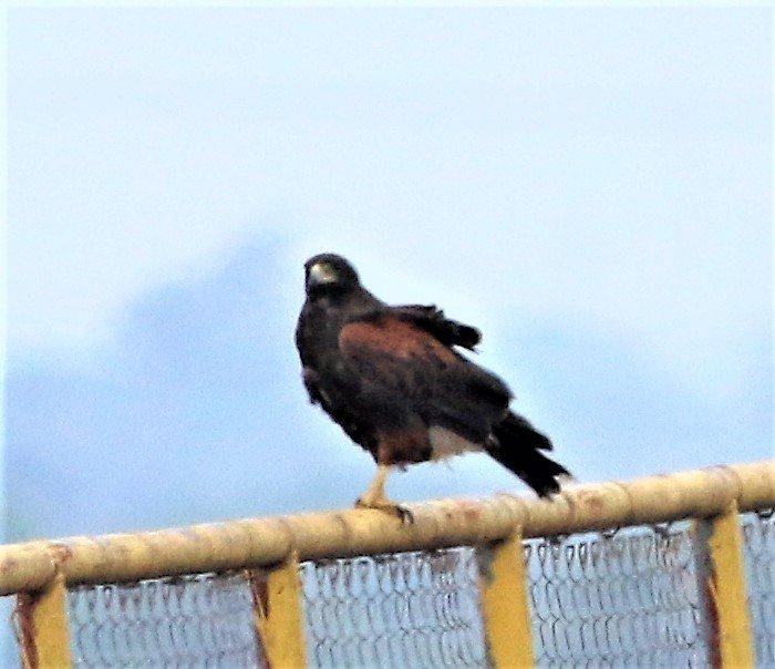 Harris's Hawk - ML101360831