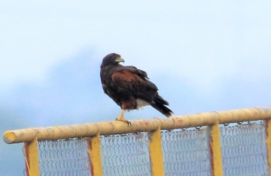 Harris's Hawk - ML101360851