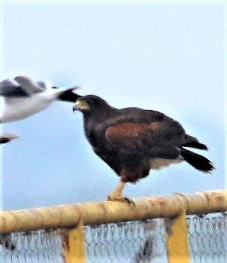Harris's Hawk - ML101360871