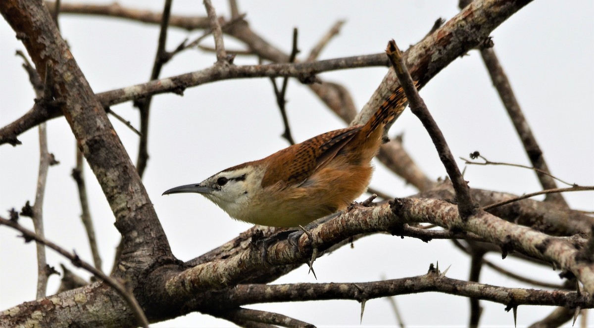 Superciliated Wren - ML101361751