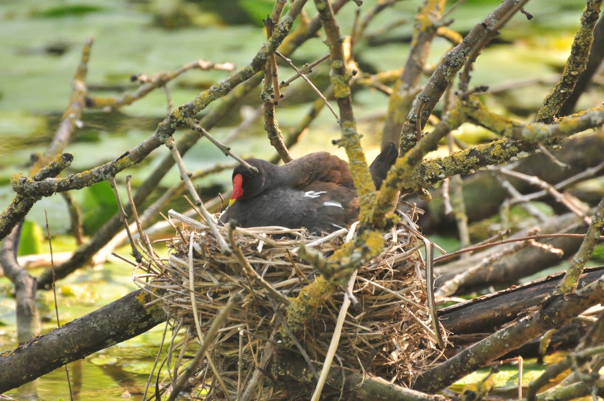 Eurasian Moorhen - ML101362541