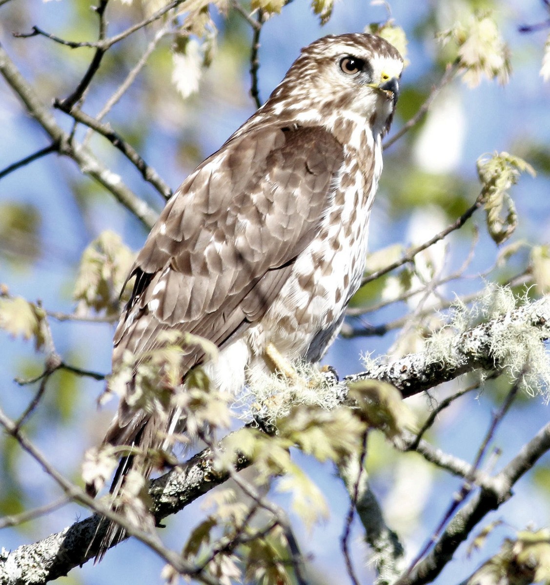 Broad-winged Hawk - ML101362921