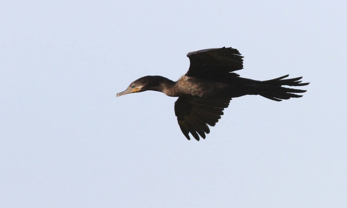 Cormorán Biguá - ML101363251