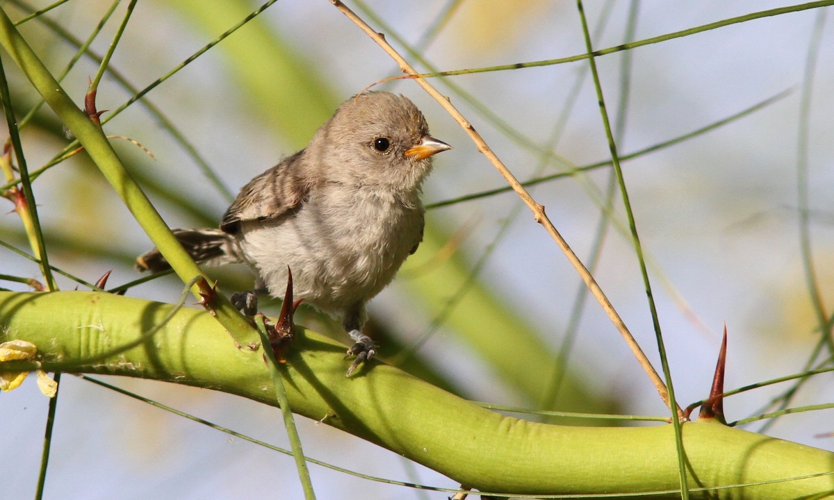 Pájaro Moscón Baloncito - ML101363701