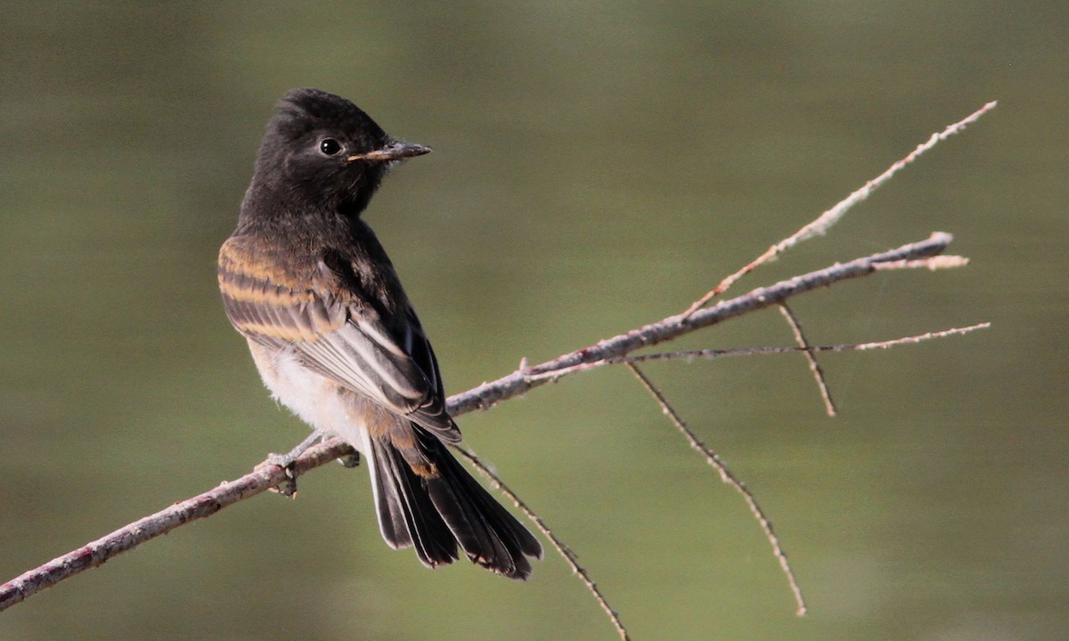 Black Phoebe - ML101364391