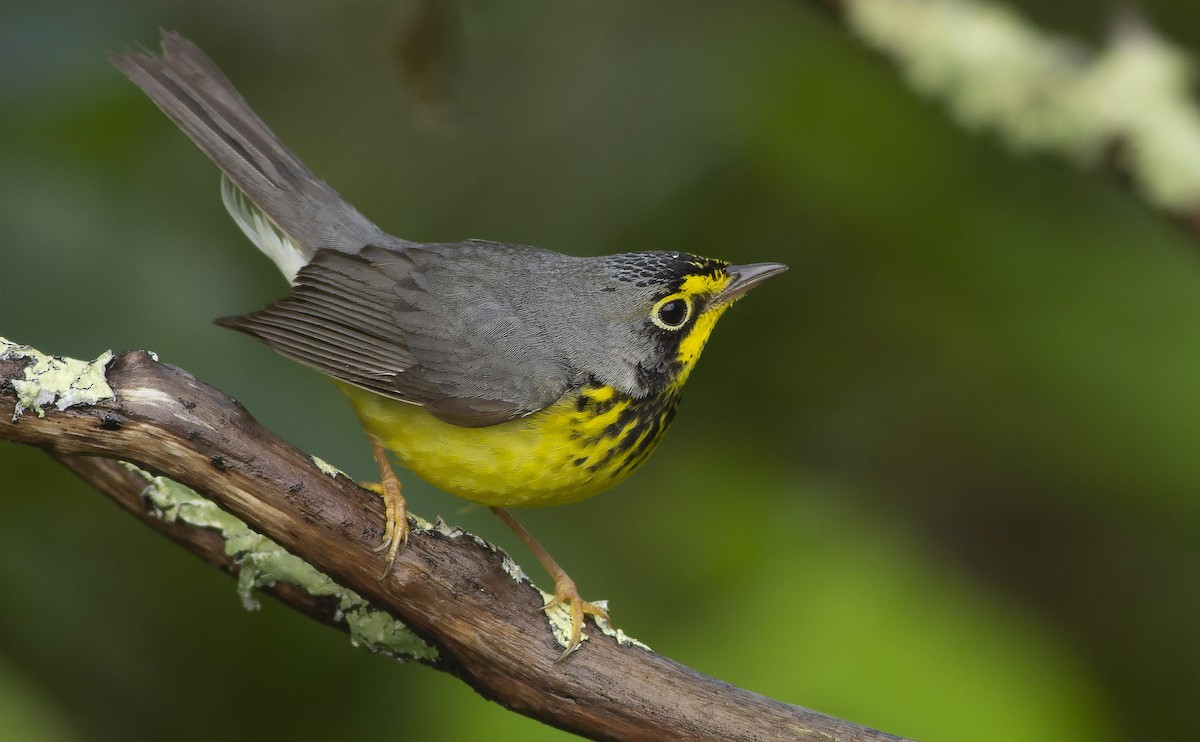 Canada Warbler - ML101364421