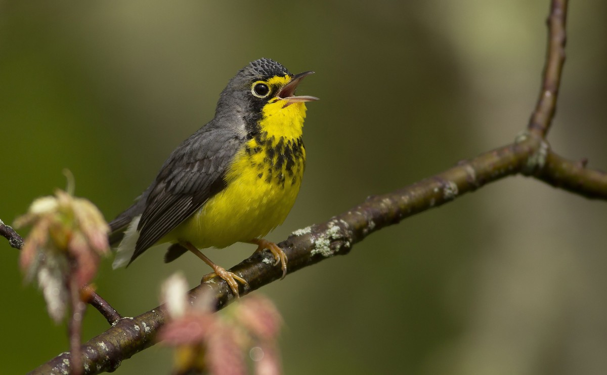 Canada Warbler - ML101364431