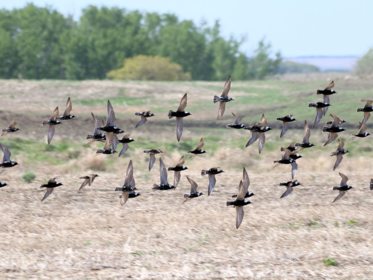 American Golden-Plover - ML101364841