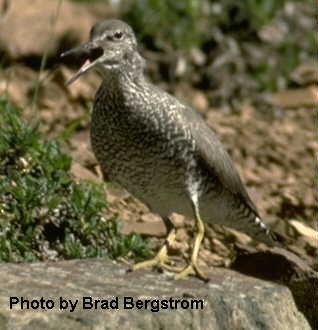 Wandering Tattler - Brad Bergstrom