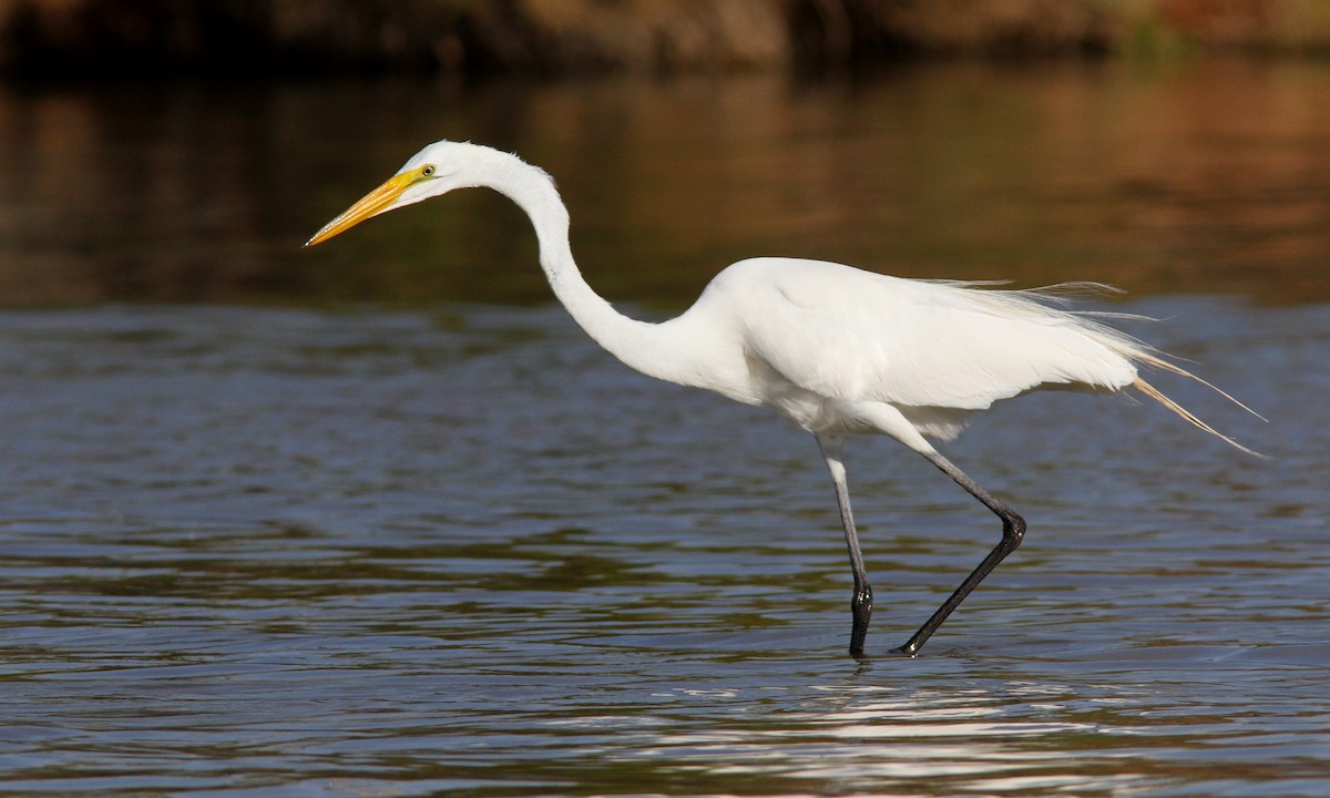 Great Egret - ML101365051