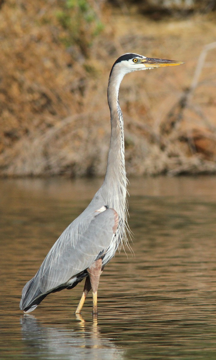 Great Blue Heron - ML101365511