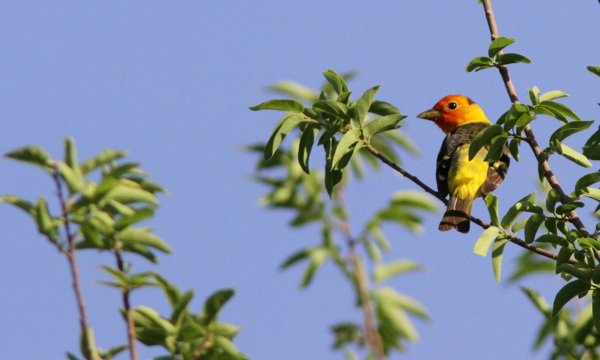 Piranga Carirroja - ML101366541