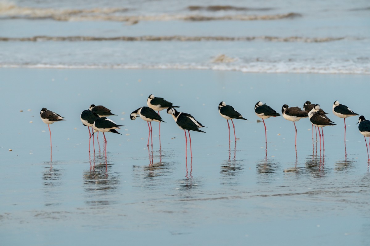 Black-necked Stilt (White-backed) - ML101368091