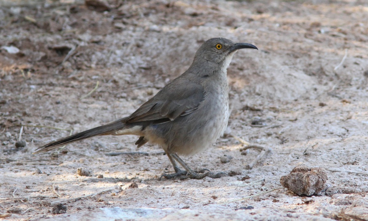 Curve-billed Thrasher - ML101368151