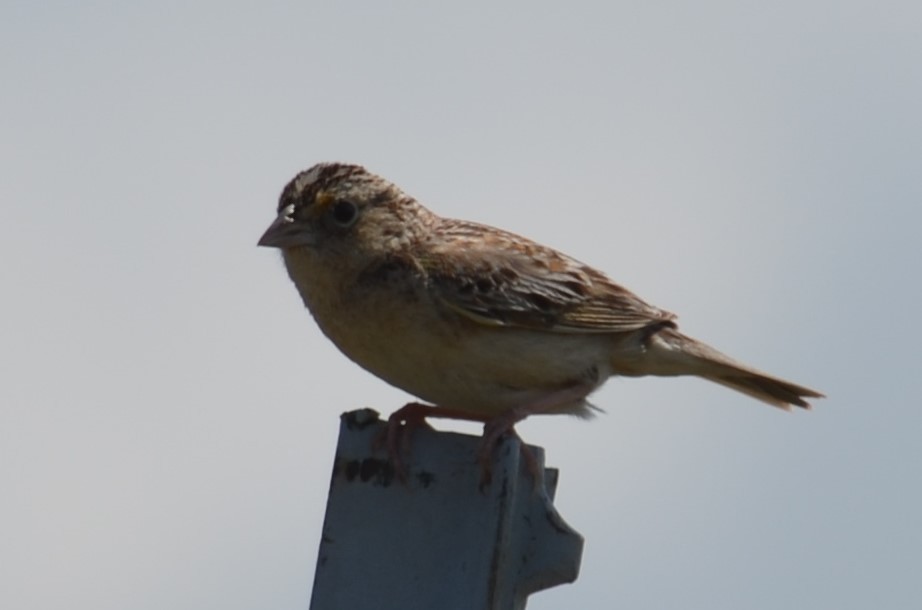 Grasshopper Sparrow - ML101368181