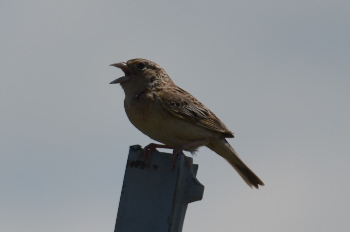 Grasshopper Sparrow - ML101368201