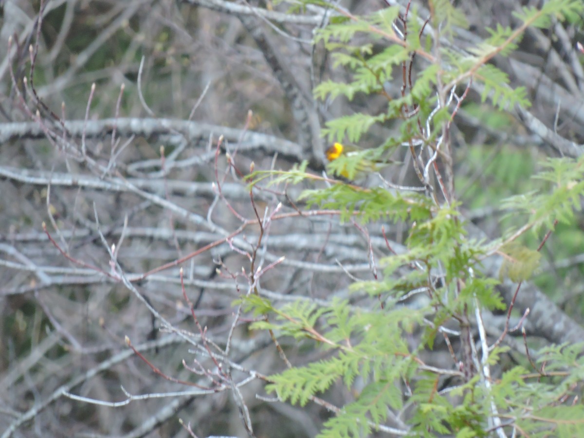 Cape May Warbler - ML101368281