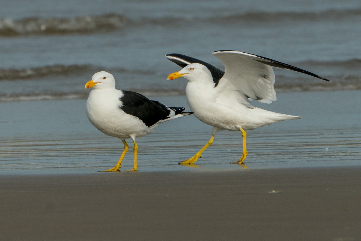 Kelp Gull - ML101368301