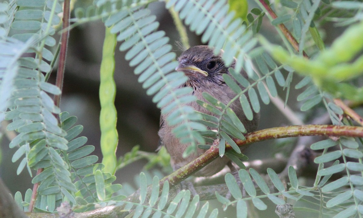 Abert's Towhee - ML101368351