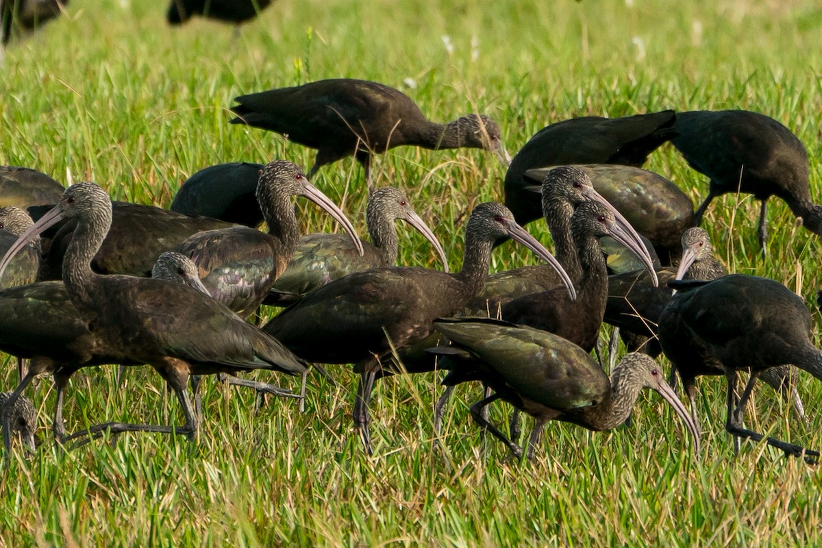 White-faced Ibis - ML101368491