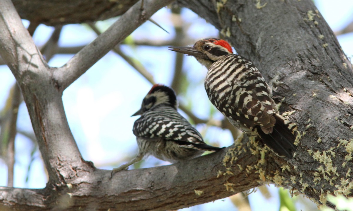 Ladder-backed Woodpecker - ML101368701