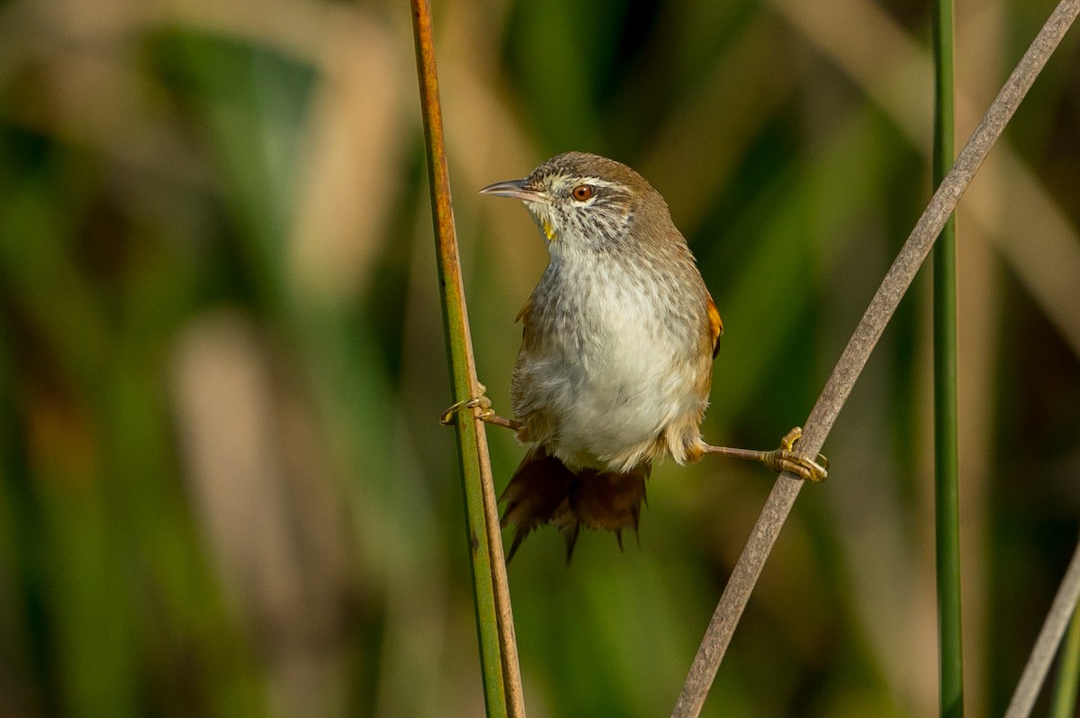 Sulphur-bearded Reedhaunter - ML101368751