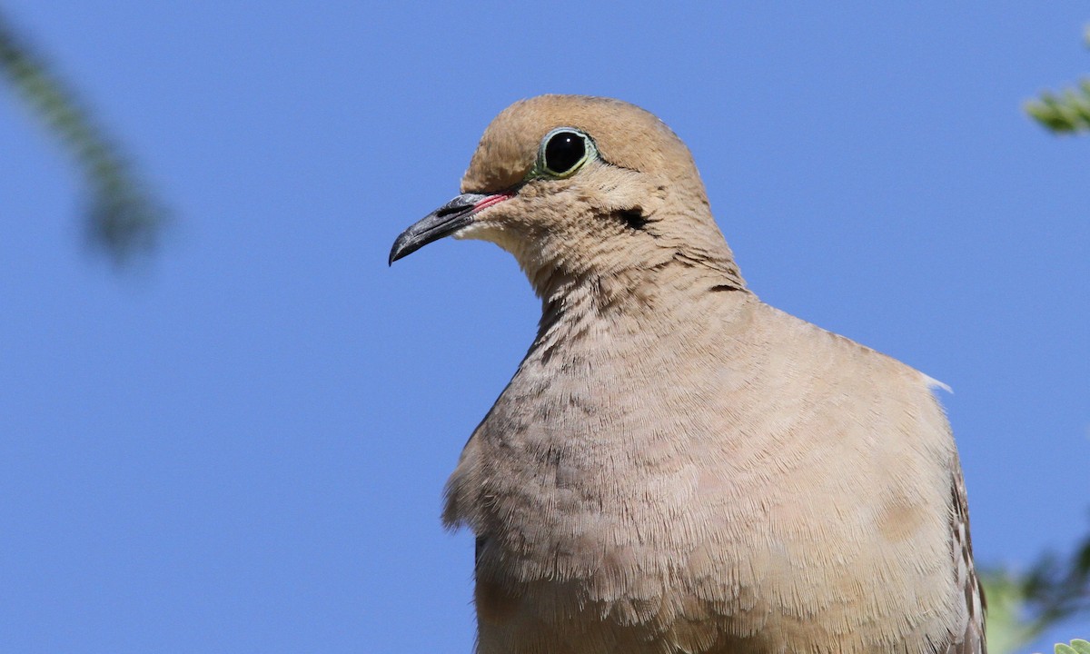 Mourning Dove - ML101368941