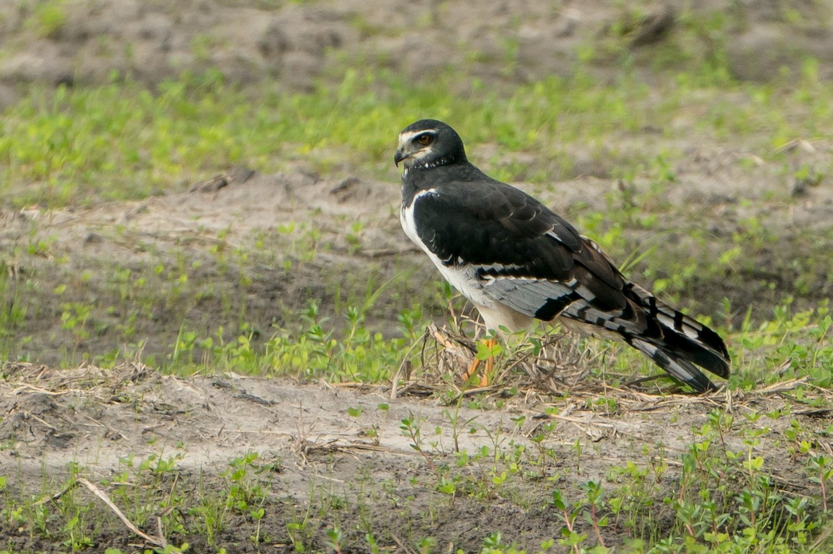 Long-winged Harrier - ML101368961