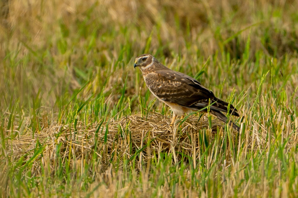 Long-winged Harrier - ML101368971