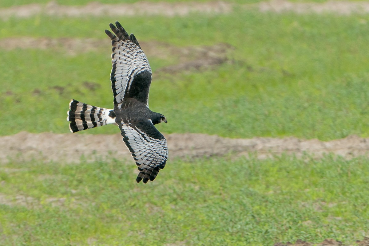 Long-winged Harrier - ML101368981