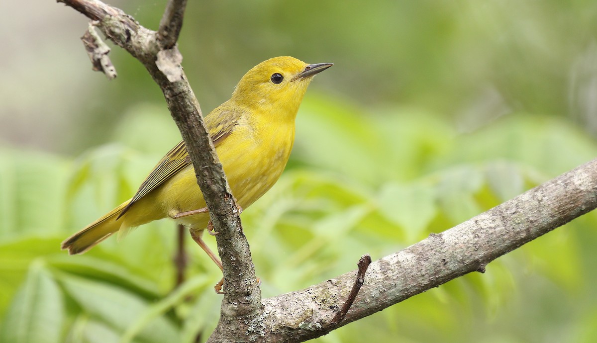 Yellow Warbler (Northern) - Ryan Schain