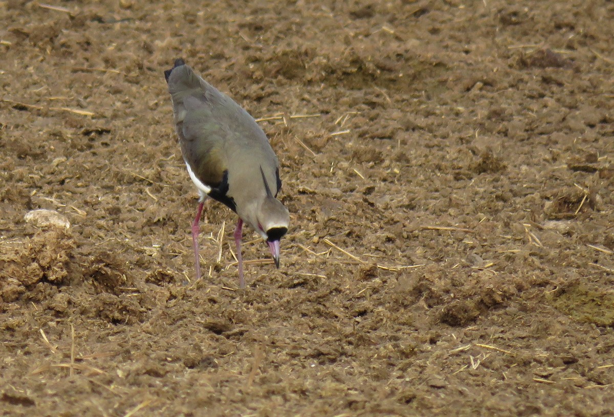 Southern Lapwing - ML101371621