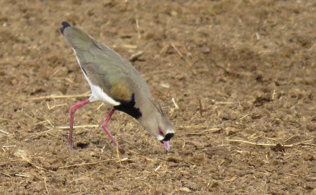 Southern Lapwing - ML101371631