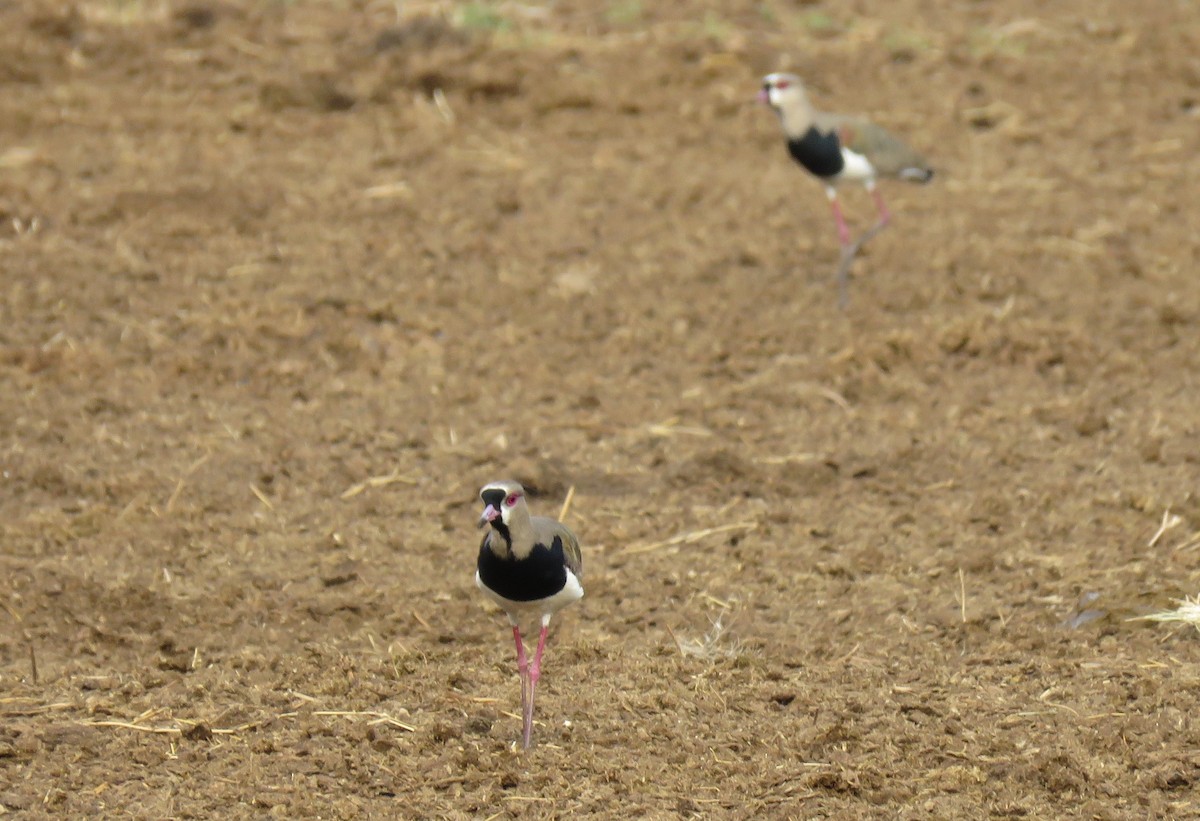 Southern Lapwing - ML101371661