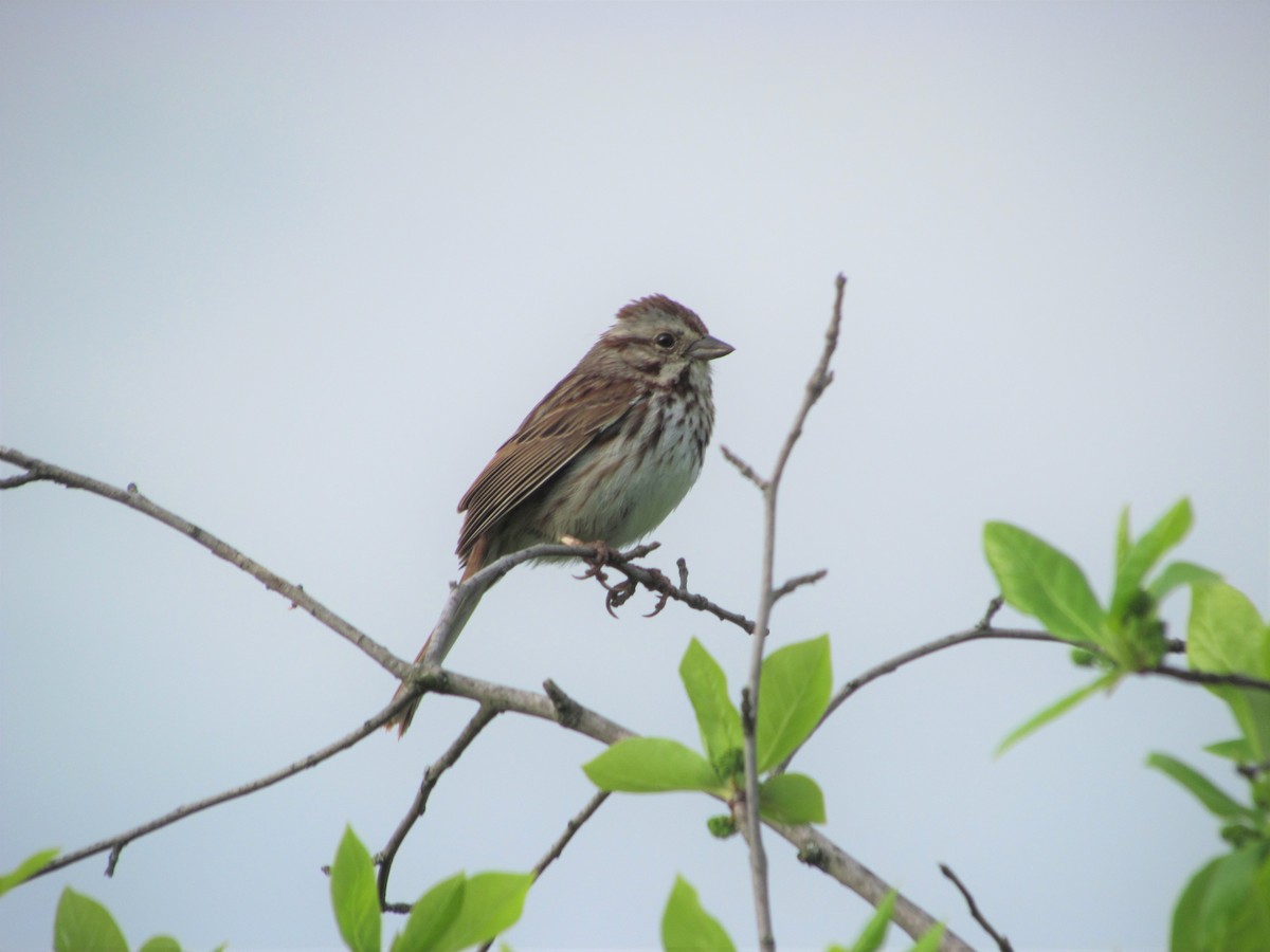 Song Sparrow - ML101372901