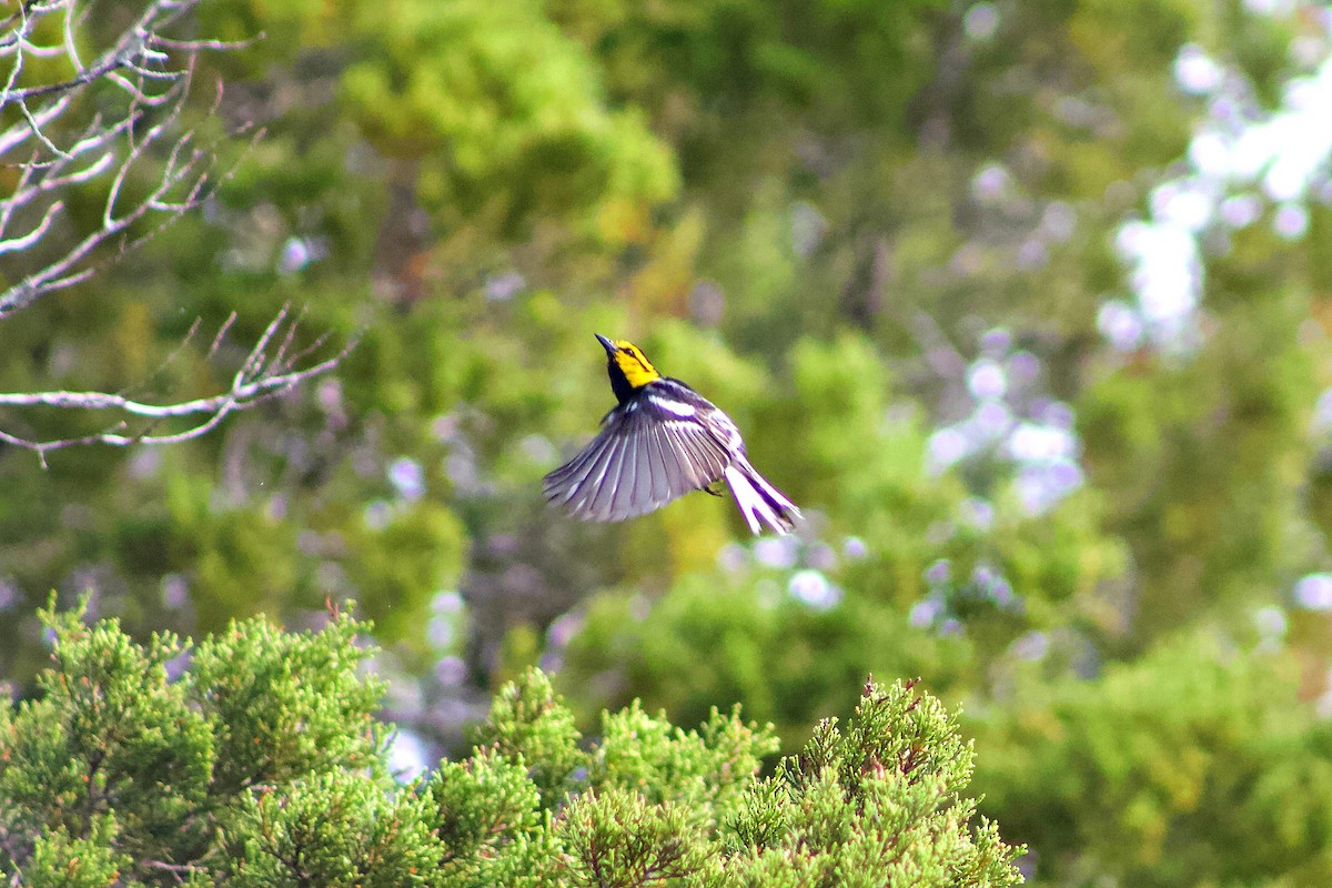 Golden-cheeked Warbler - ML101373101