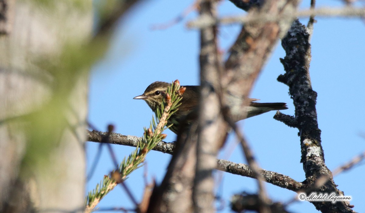 Northern Waterthrush - Michel Laquerre