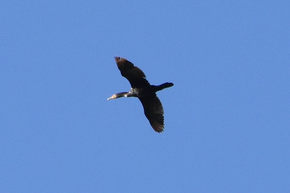 Double-crested Cormorant - Brian Hicks