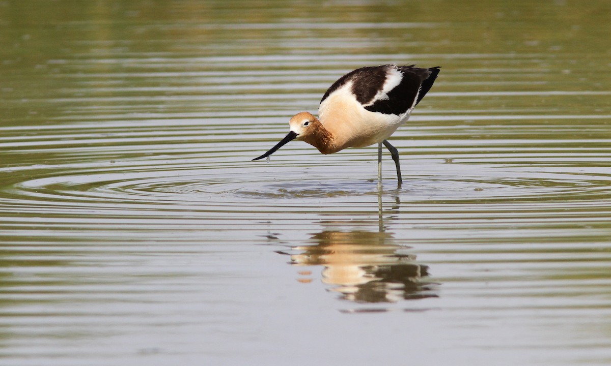 Avocette d'Amérique - ML101375821